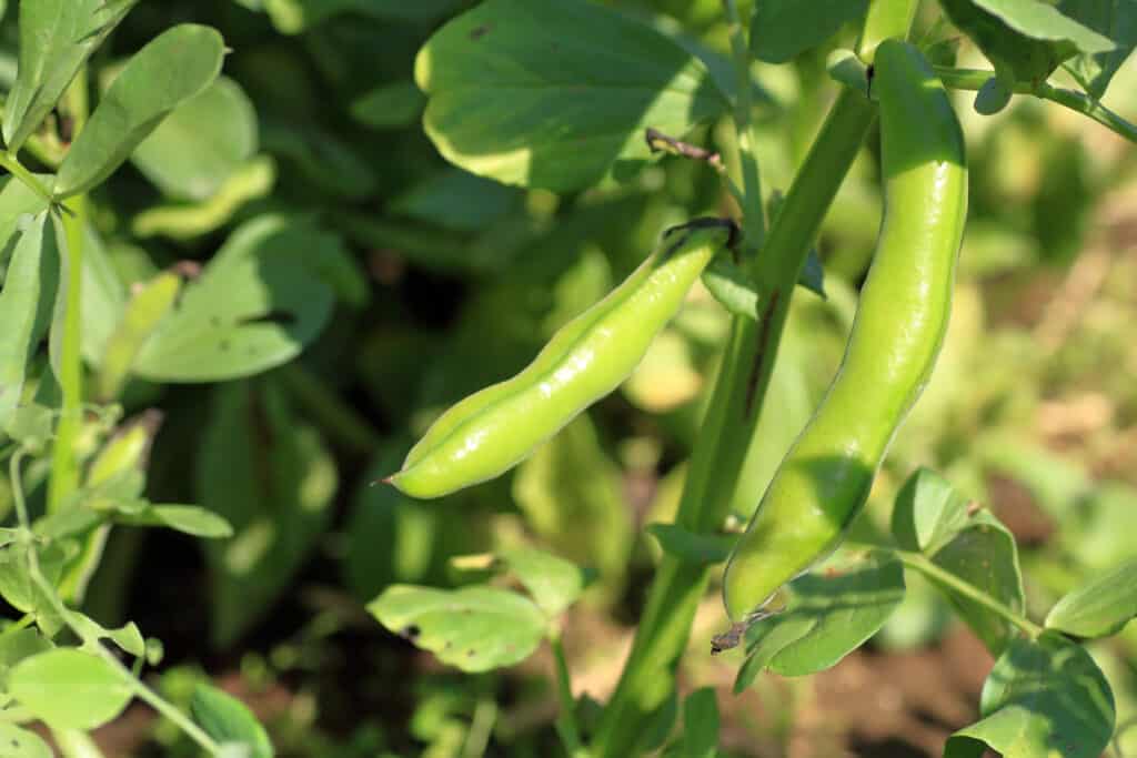 Fava nel campo dell'azienda agricola