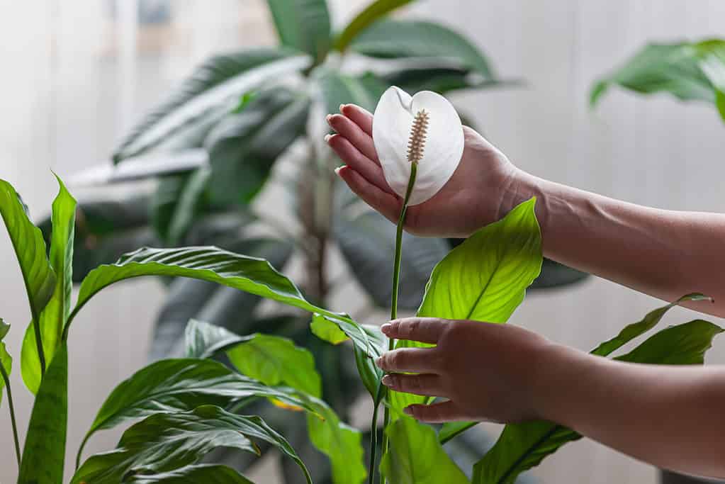 Una pianta di Spathiphyllum Wallisii o giglio di pace che viene delicatamente toccata dalle mani