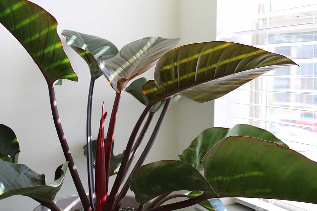 Bella pianta d'appartamento Rojo Congo al sole nell'angolo di una stanza.