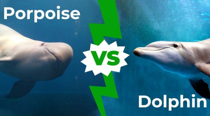 Focene contro delfini: 5 modi in cui questi mammiferi marini sono diversi
