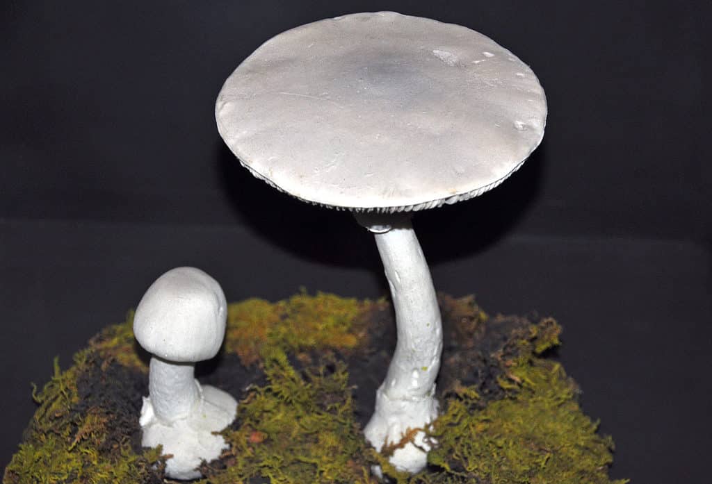 I funghi dello sciocco (Amanita verna) sono tutti bianchi