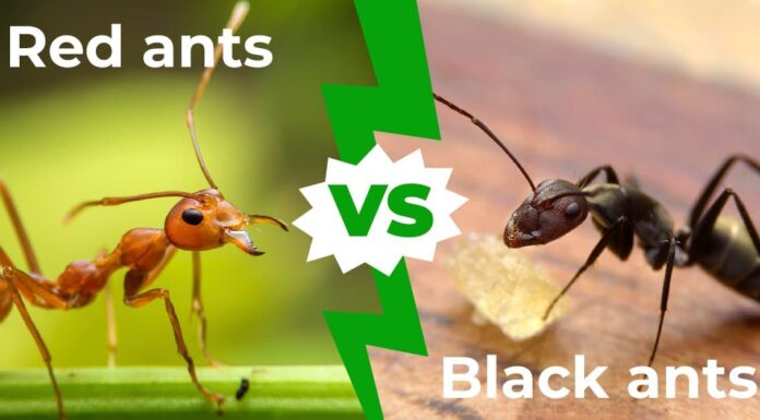 Formiche rosse contro formiche nere: 5 differenze da considerare
