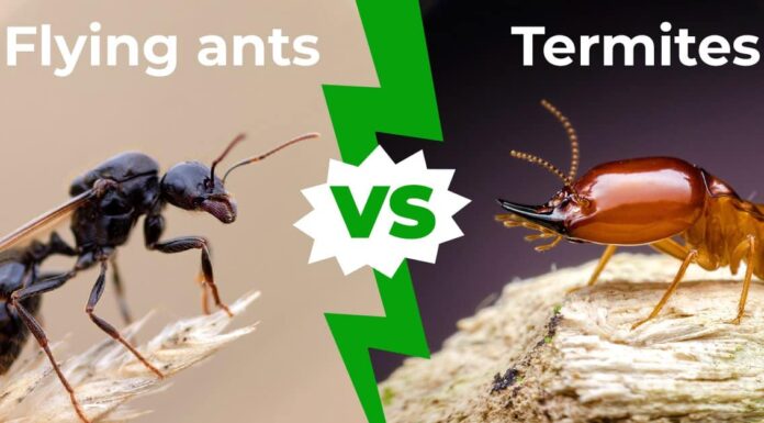 Formiche volanti contro termiti: spiegate 6 differenze chiave
