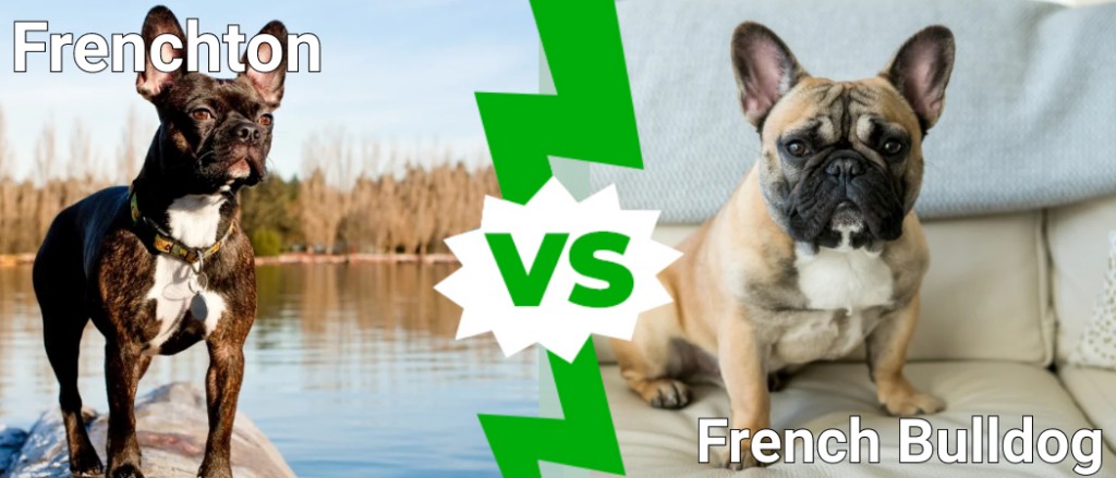 Frenchton contro Bulldog francese