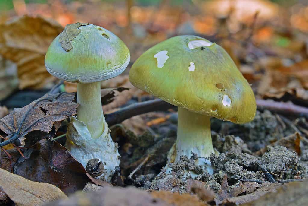 Cappuccio mortale e tossico Amanita phalloides fungo