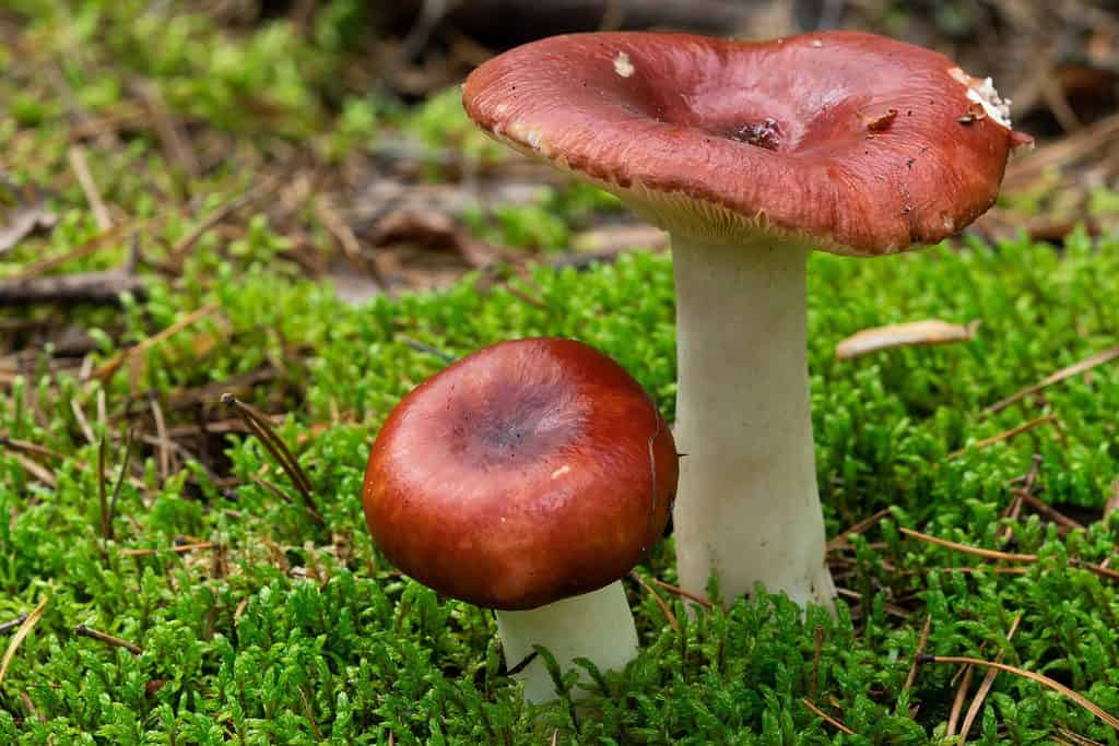 Russula commestibile Paludosa fungo allo stato selvatico