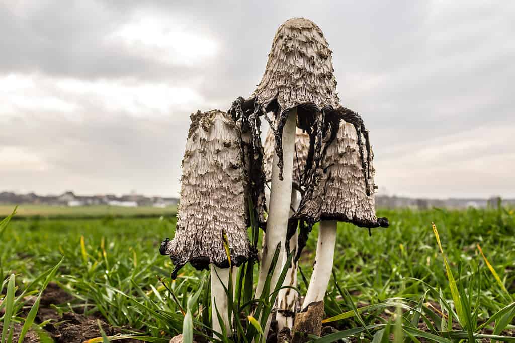 Il fungo dalla criniera irsuta cresce in un campo e rilascia una sostanza nera come l'inchiostro per rilasciare le spore