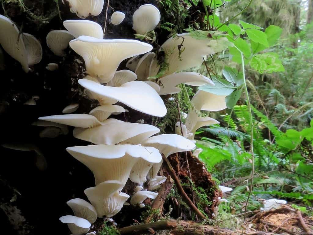 Funghi delle ali d'angelo - Pleurocybella porrigens