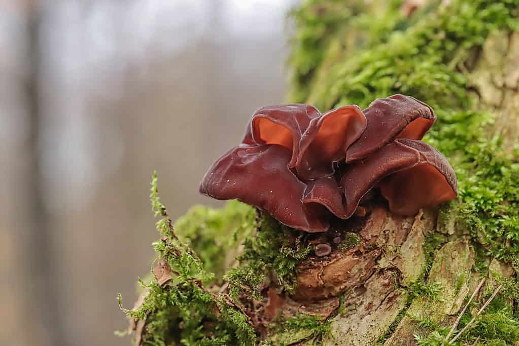 L'auricularia auricula-judae o fungo dell'orecchio di legno che cresce su un pezzo di legno in decomposizione