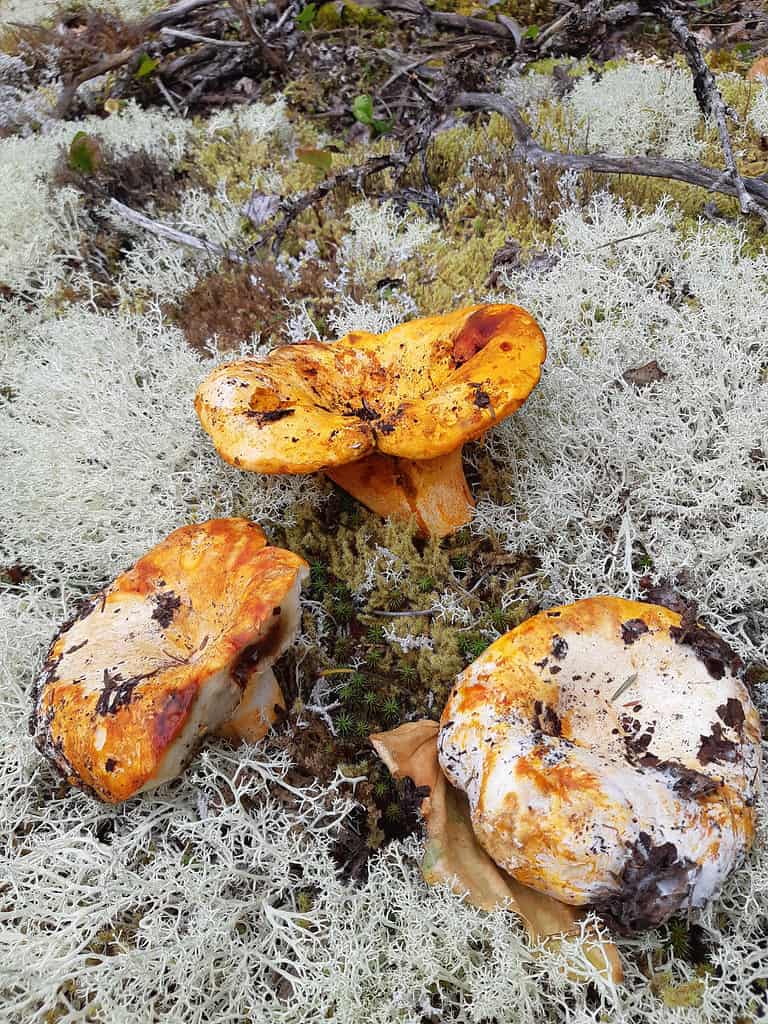 Funghi di aragosta che crescono tra i licheni