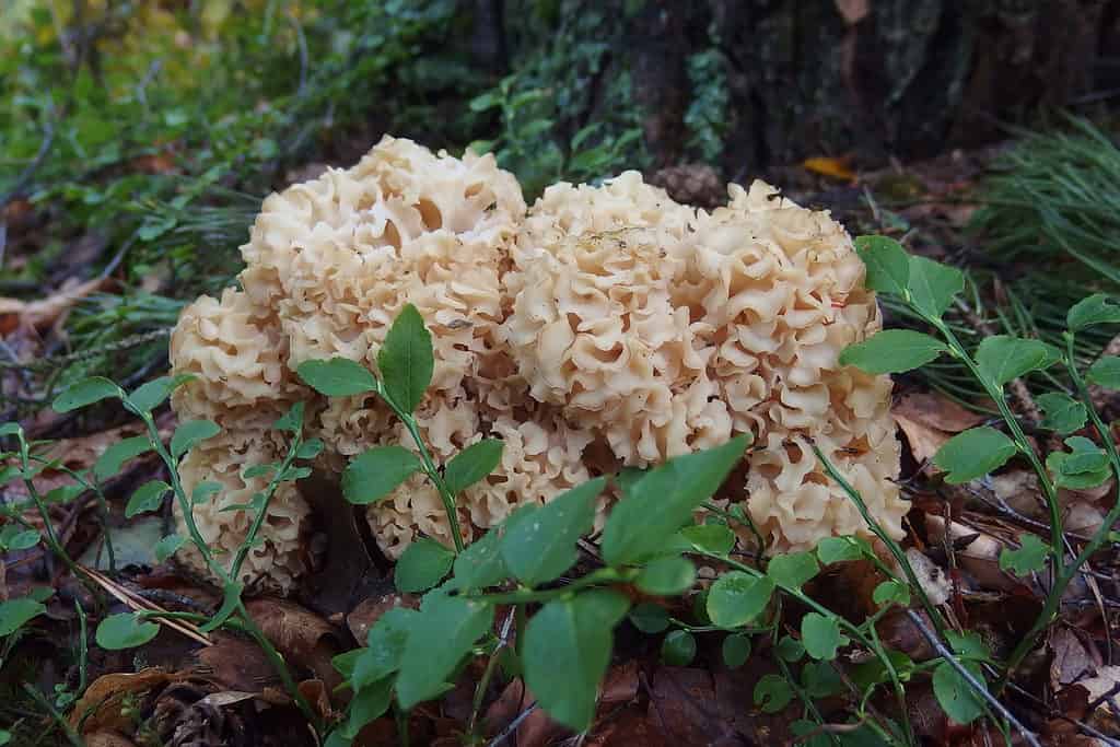 Funghi di cavolfiore che crescono nei boschi