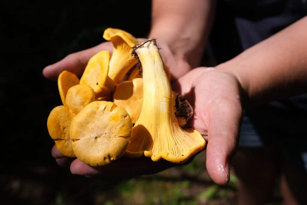 Funghi finferli foraggiati tenuti in mano