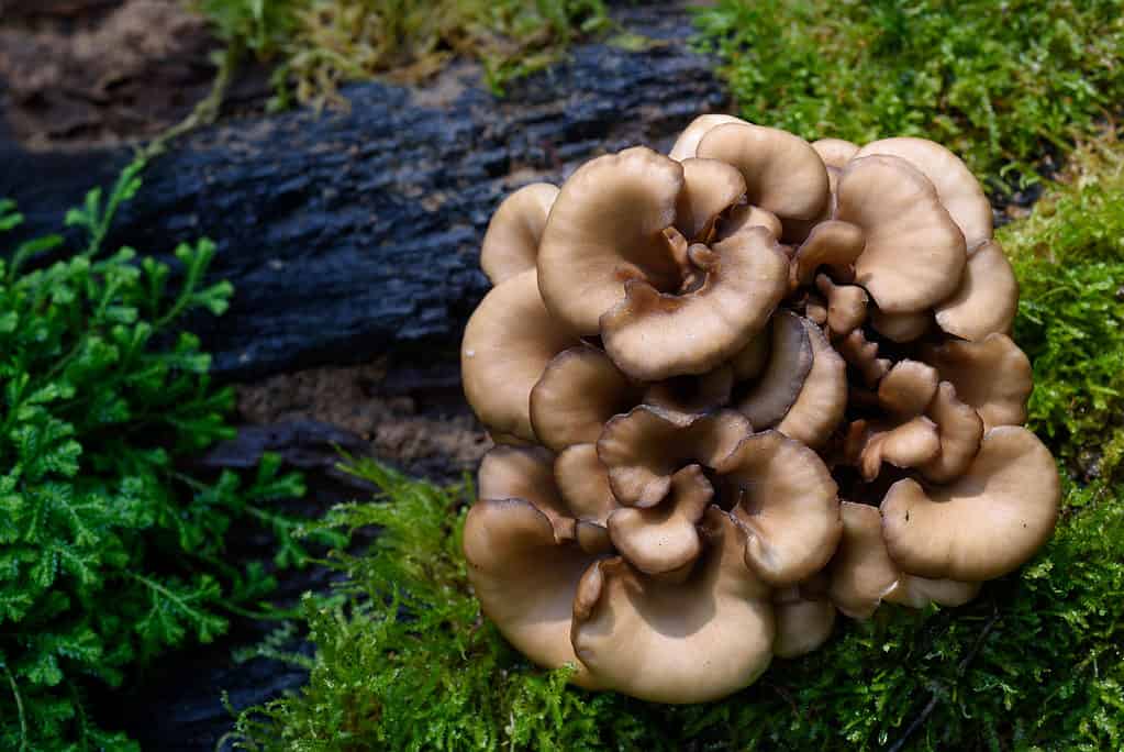 Funghi maitake che crescono allo stato selvatico