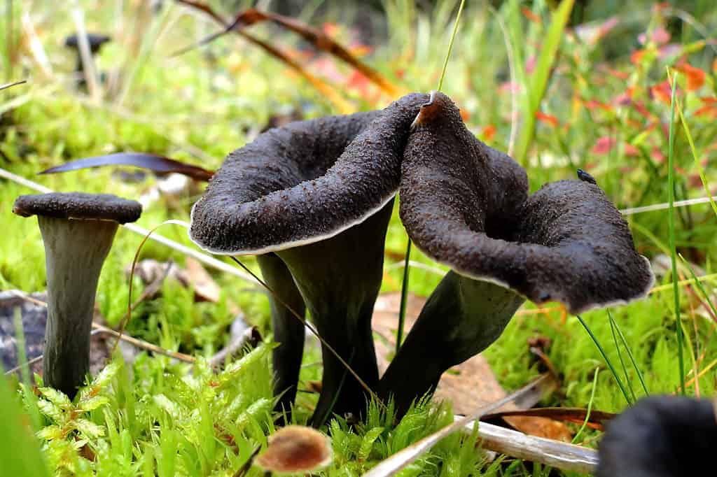 funghi tromba neri che crescono allo stato selvatico