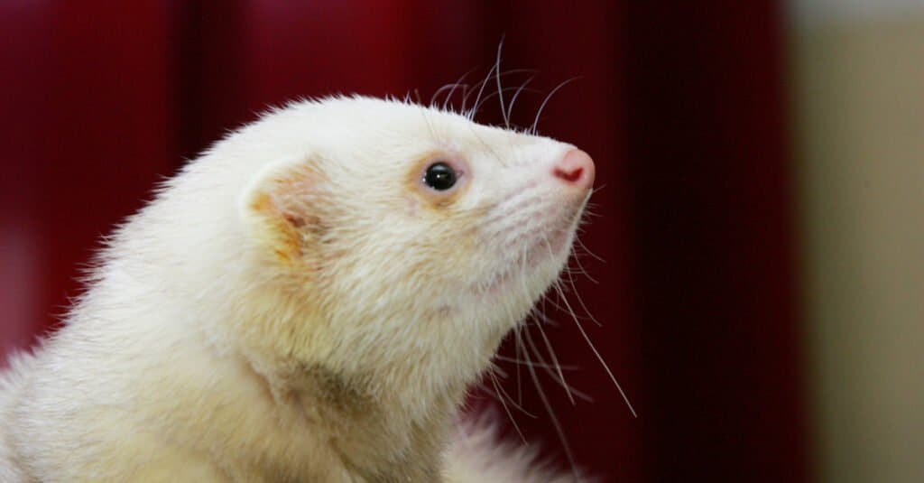 Giovane furetto bianco (Mustela putorius furo) da vicino.