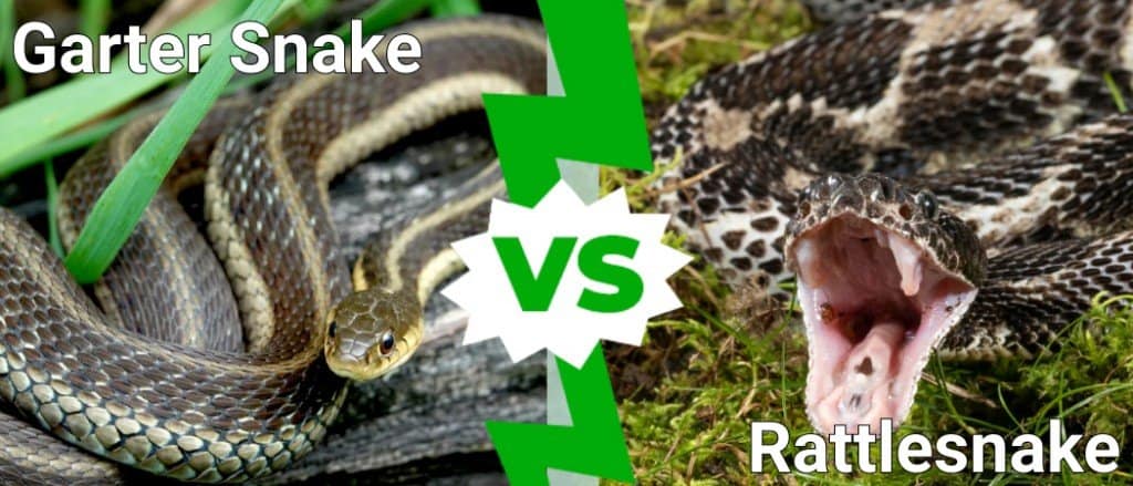 serpente giarrettiera vs serpente a sonagli