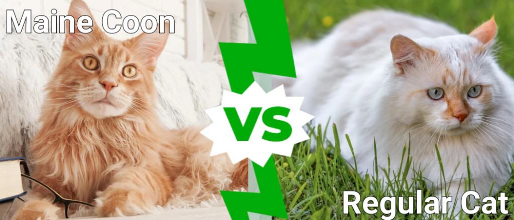 Maine Coon vs gatto normale