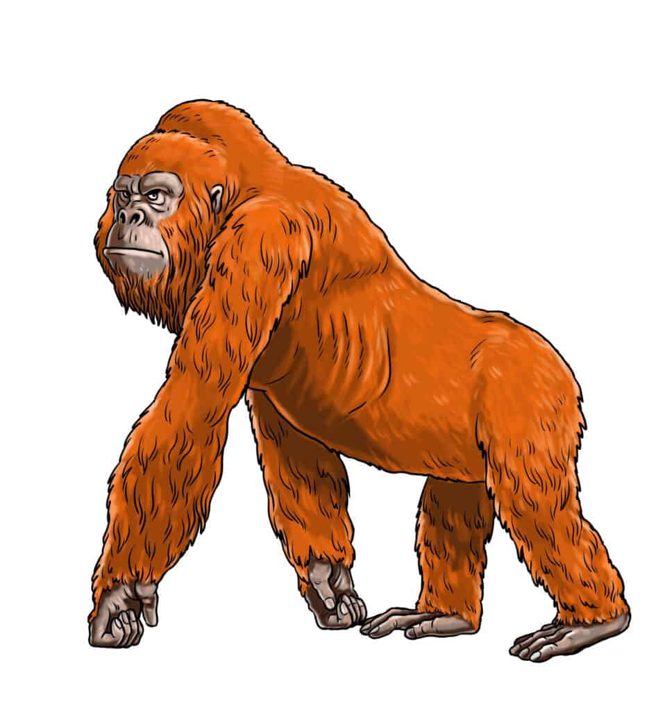 Primate preistorico, Gigantopithecus