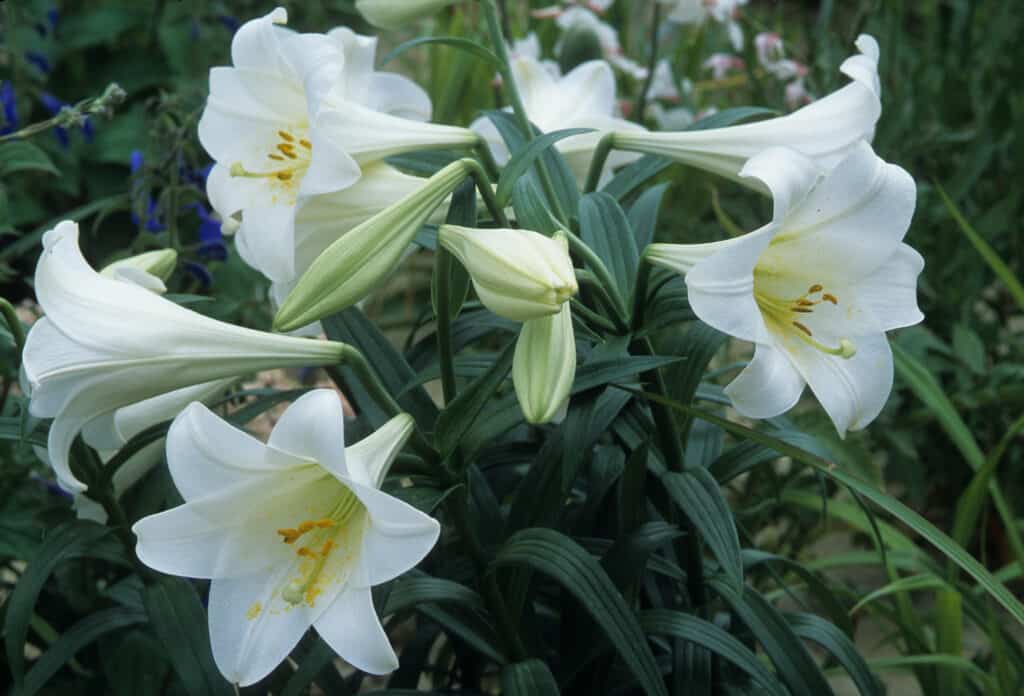 Fiori di giglio di Pasqua (Lilium longiflorum).