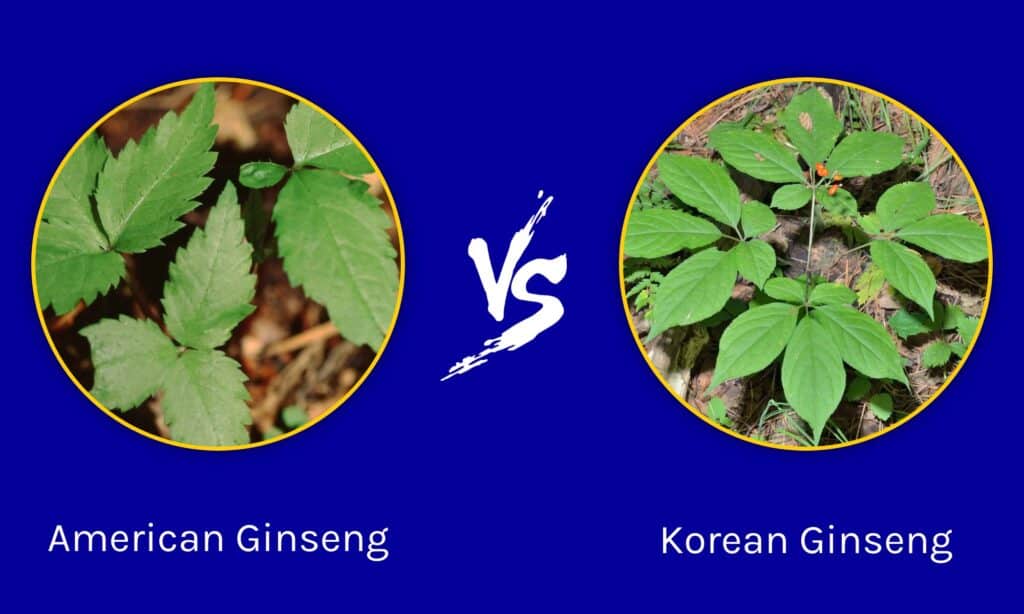 Ginseng americano vs Ginseng coreano