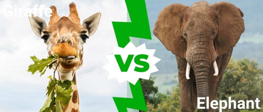 Giraffa contro Elefante