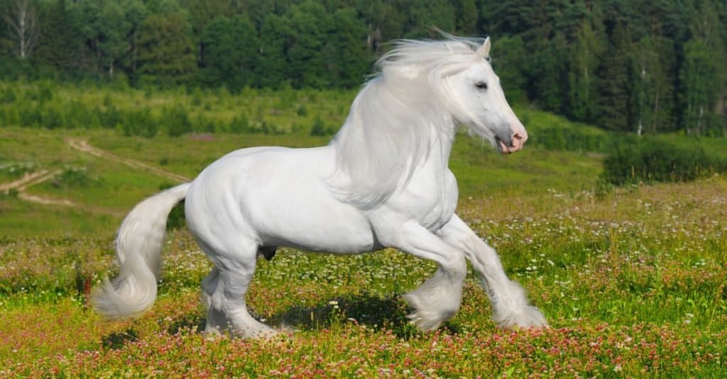Animali più alti: cavallo Shire