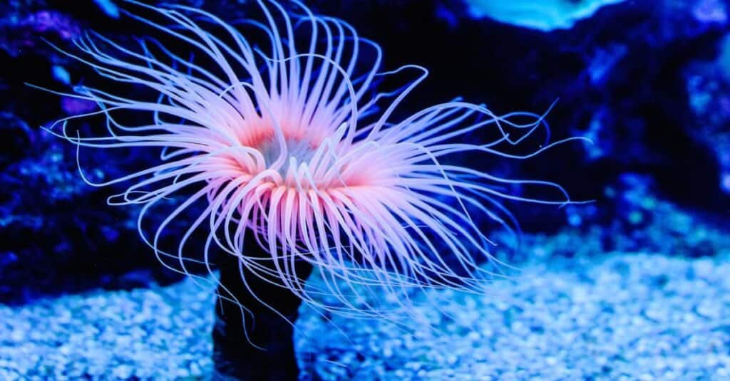 Animali più lenti: anemone di mare