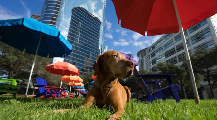 Gli 8 migliori parchi per cani a Houston
