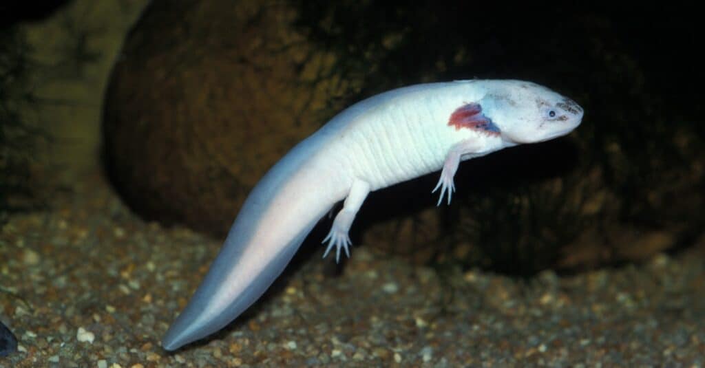 axolotl bianco albino