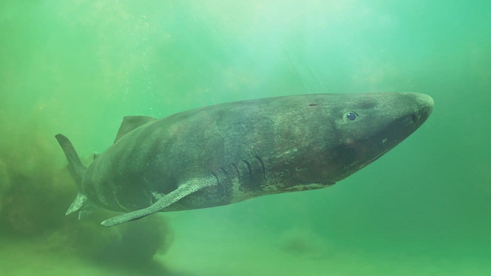 Uno squalo della Groenlandia che nuota in acque torbide.