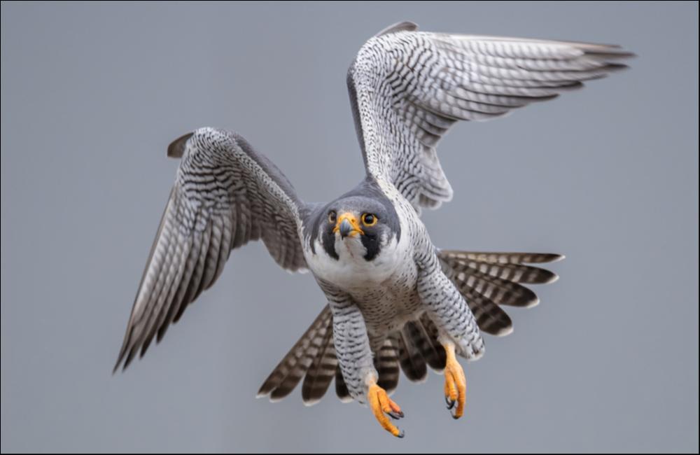 Falco pellegrino (falconiforme) - L'animale più veloce sulla terra