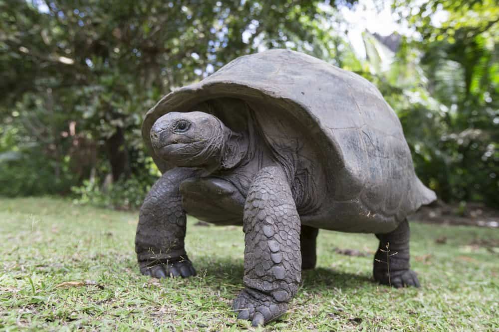 Una tartaruga gigante di Aldabra in piedi nell'erba.