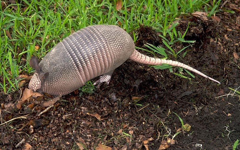 Armadillo con una lunga coda rosa che cammina su un sentiero sterrato