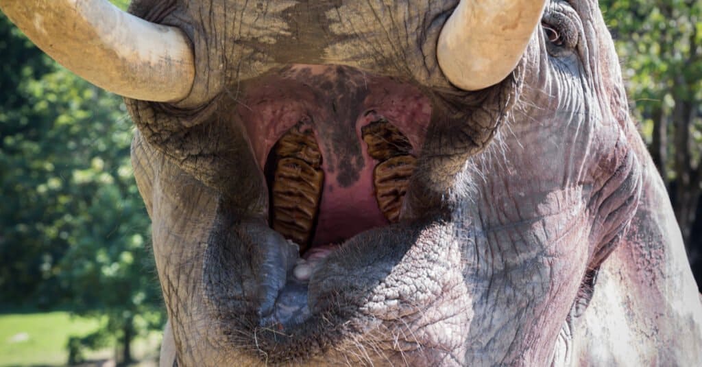 10 fatti incredibili sugli elefanti - Denti molari di elefante