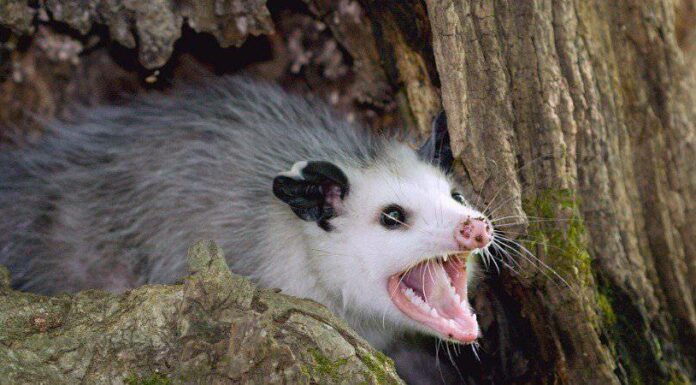 Opossums Play Dead