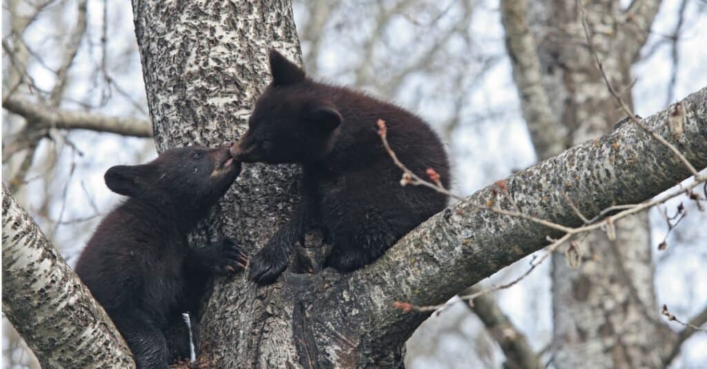 cuccioli di orso bambino in albero