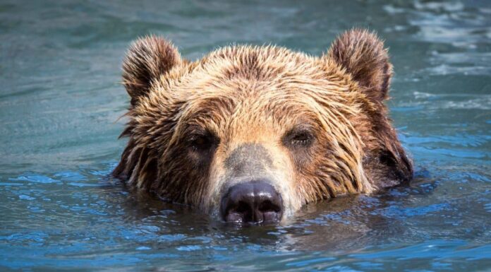Gli orsi possono nuotare?
