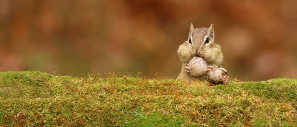 10 animali che accumulano - scoiattolo