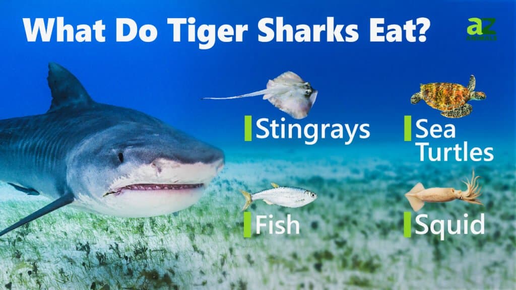 Cosa mangiano gli squali tigre