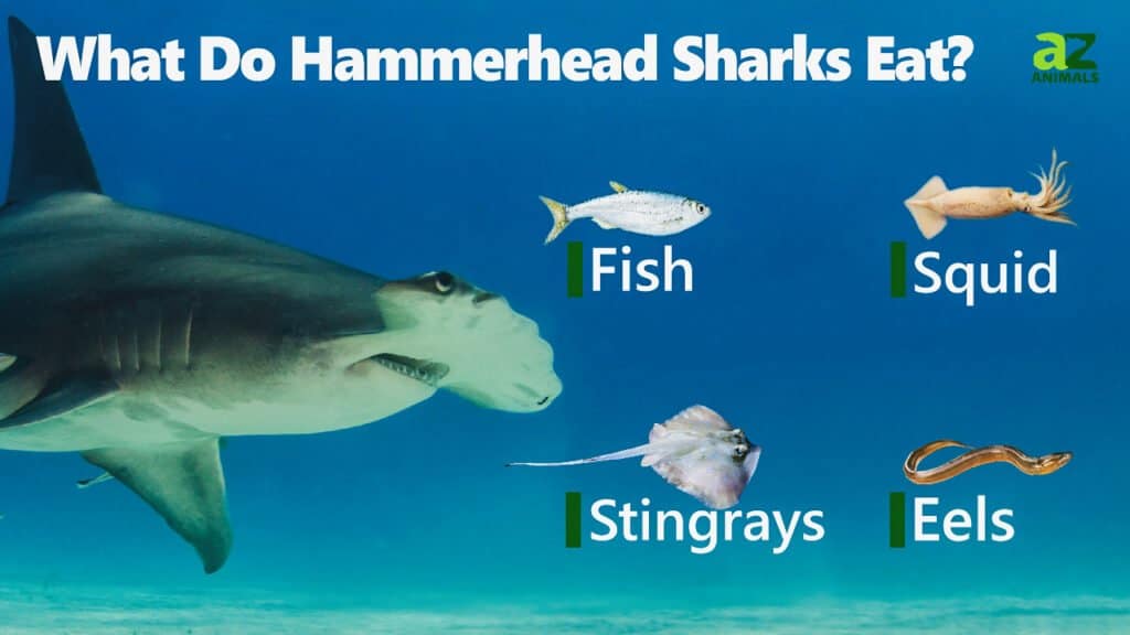 Cosa mangiano gli squali martello