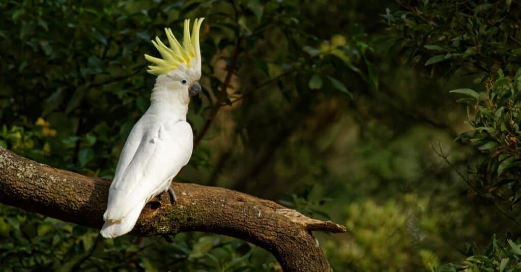 Gli uccelli più antichi di tutti i tempi - Cacatua dalla cresta di zolfo 