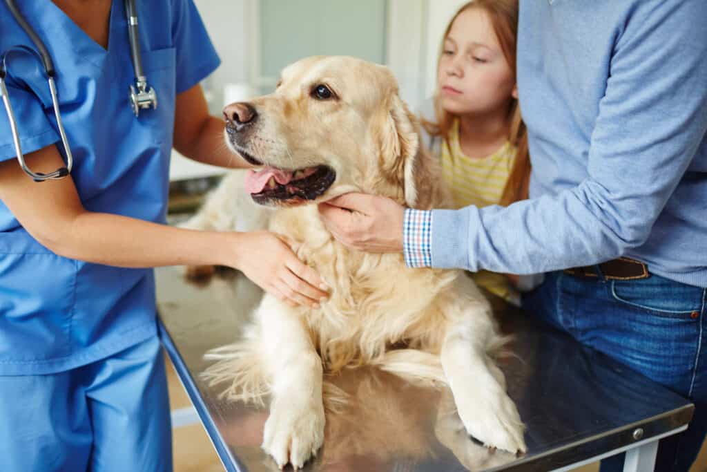 Cane esaminato dal veterinario