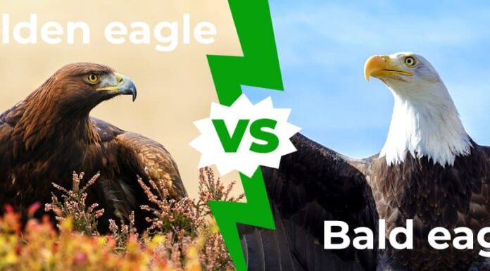 Golden Eagle vs Bald Eagle: 8 differenze chiave spiegate
