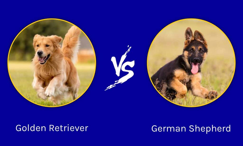 Golden Retriever vs pastore tedesco