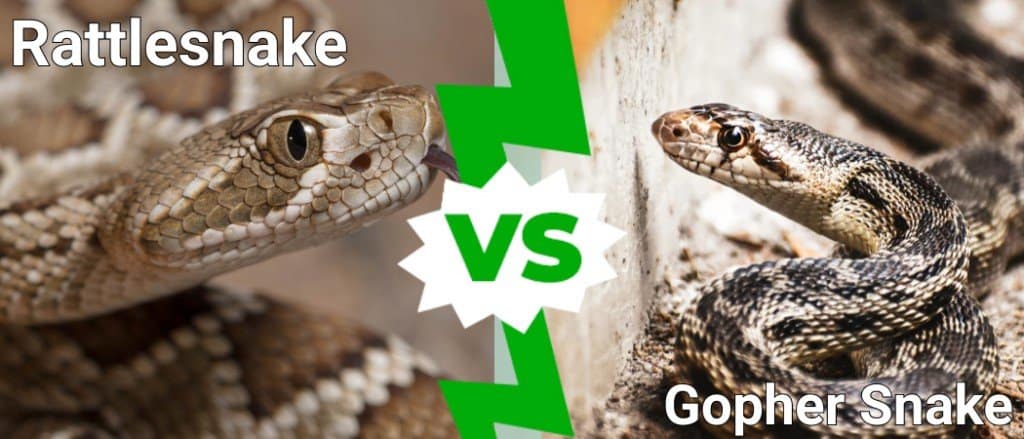 Serpente a sonagli vs serpente Gopher