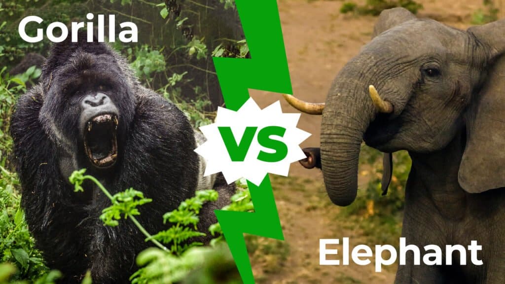 gorilla contro elefante