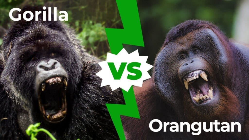 gorilla contro orango