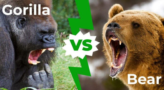 Gorilla vs orso: le 2 differenze chiave
