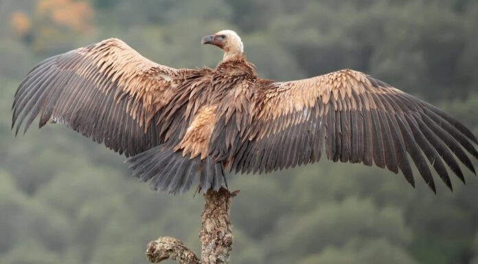 Gruppo di avvoltoi: come si chiamano e comportamento del gruppo di avvoltoi
