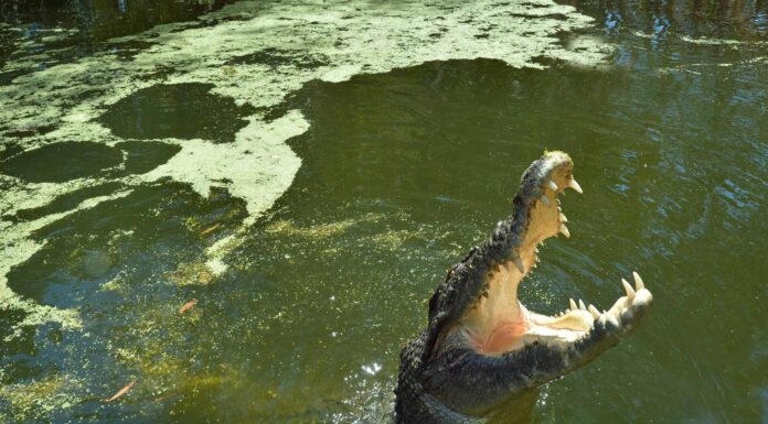 Guarda Dominator, uno dei coccodrilli più grandi della Terra, quasi saltare su una barca turistica
